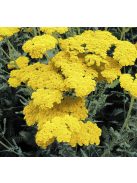 Balkáni cickafark / ACHILLEA clypeolata