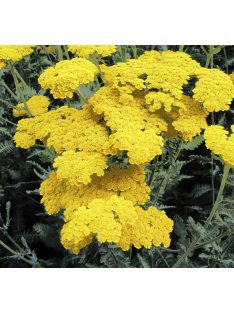 Balkáni cickafark / ACHILLEA clypeolata