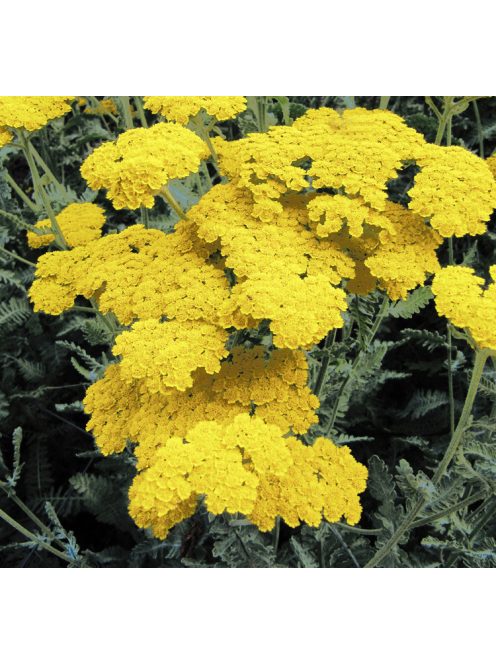 Balkáni cickafark / ACHILLEA clypeolata