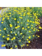 Balkáni cickafark / ACHILLEA clypeolata