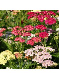 Cickafark / ACHILLEA millefolium 'Colorado'