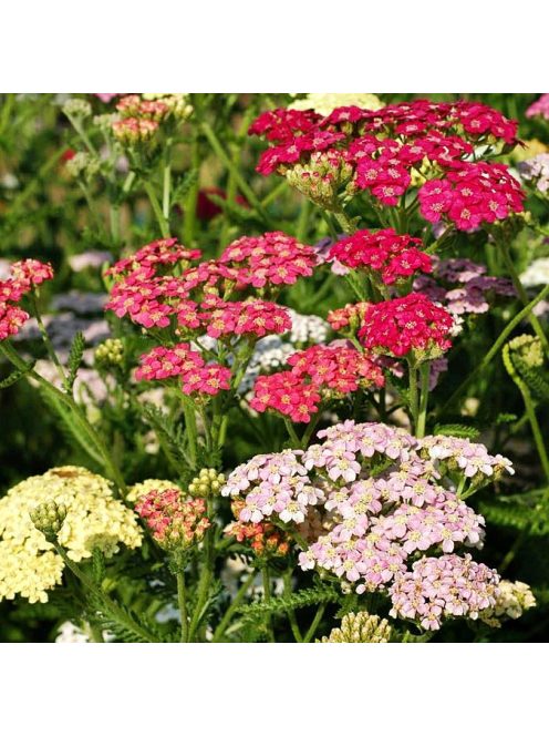 Cickafark / ACHILLEA millefolium 'Colorado'
