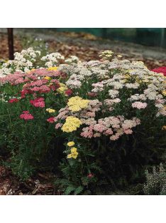 Cickafark / ACHILLEA millefolium 'Colorado'