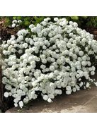 Kenyérbél cickafark / ACHILLEA ptarmica fl. pl. 'Noblessa'