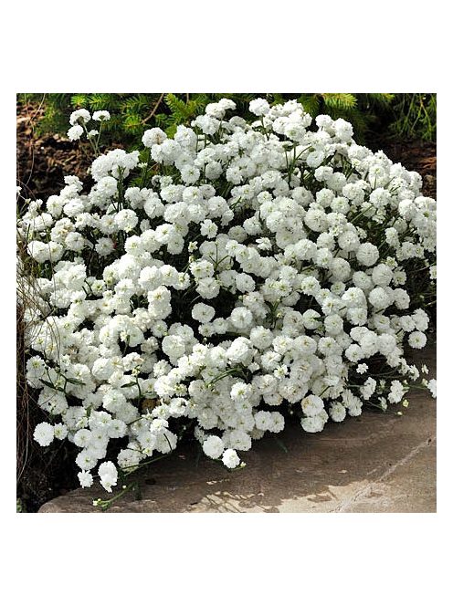 Kenyérbél cickafark / ACHILLEA ptarmica fl. pl. 'Noblessa'