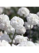Kenyérbél cickafark / ACHILLEA ptarmica fl. pl. 'Noblessa'