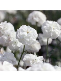   Kenyérbél cickafark / ACHILLEA ptarmica fl. pl. 'Noblessa'