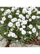 Kenyérbél cickafark / ACHILLEA ptarmica fl. pl. 'Noblessa'