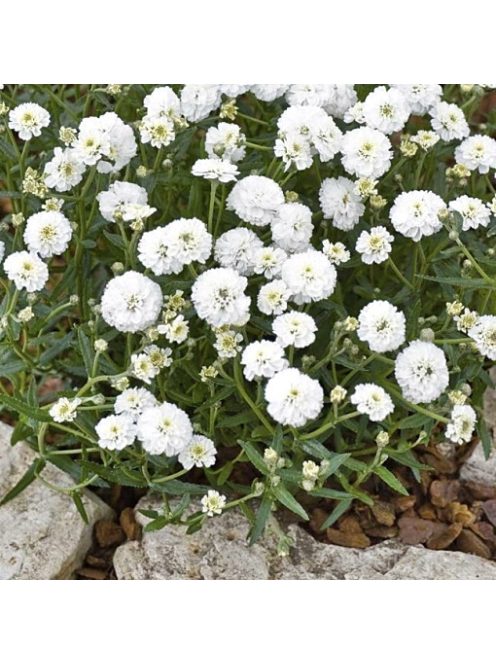 Kenyérbél cickafark / ACHILLEA ptarmica fl. pl. 'Noblessa'