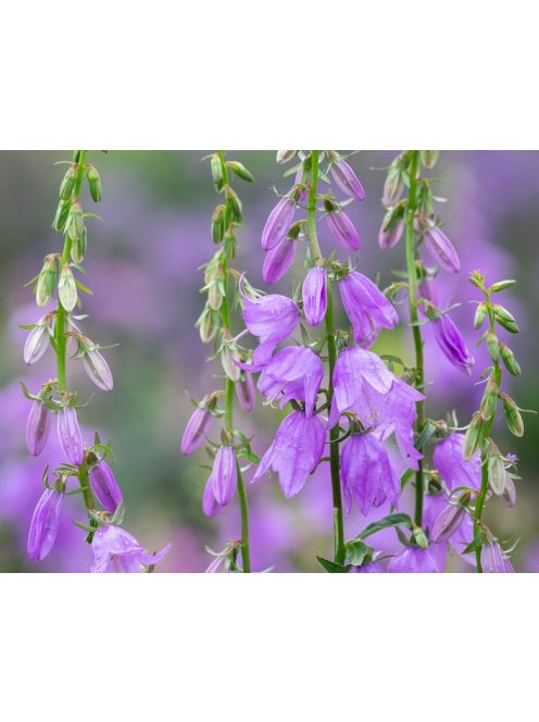 Csengettyűvirág / ADENOPHORA bulleyana