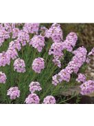 Nagyvirágú sulyoktáska / AETHIONEMA grandiflorum