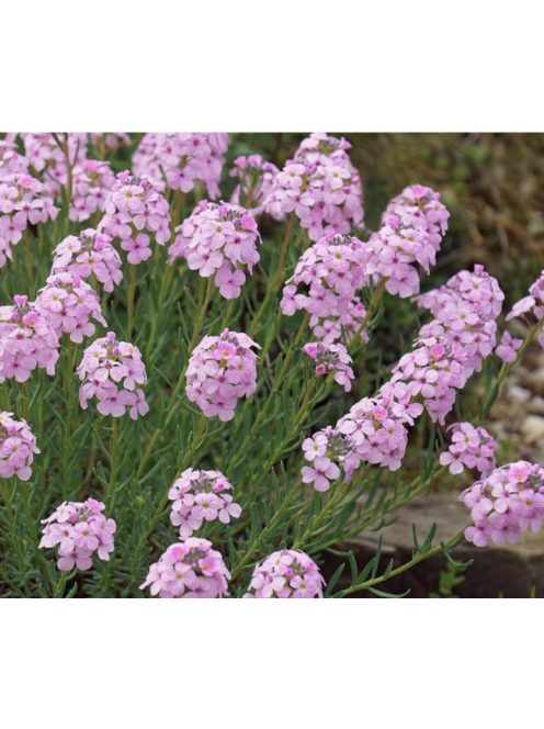 Nagyvirágú sulyoktáska / AETHIONEMA grandiflorum