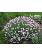 Nagyvirágú sulyoktáska / AETHIONEMA grandiflorum