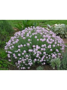 Nagyvirágú sulyoktáska / AETHIONEMA grandiflorum