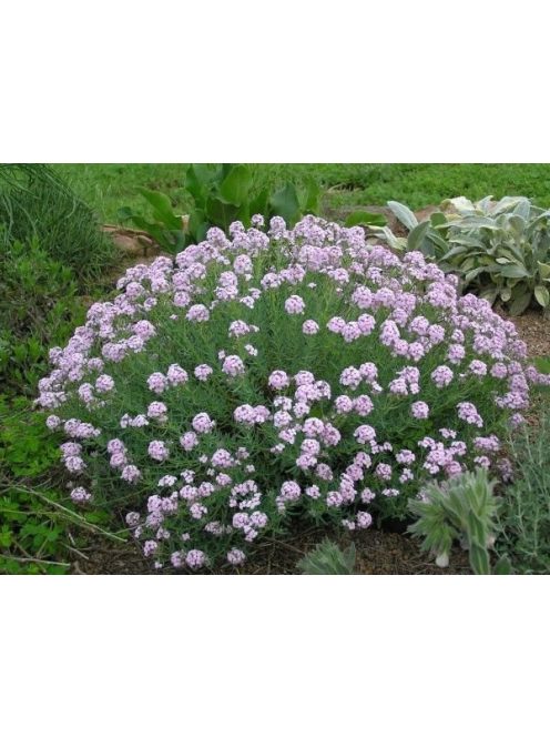 Nagyvirágú sulyoktáska / AETHIONEMA grandiflorum