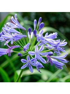 Szerelemvirág - lila / AGAPANTHUS umbellatus