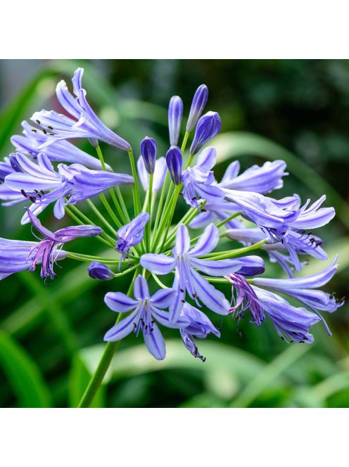 Szerelemvirág - lila / AGAPANTHUS umbellatus