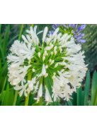 Szerelemvirág - fehér / AGAPANTHUS umbellatus 'Albus'