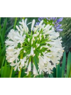   Szerelemvirág - fehér / AGAPANTHUS umbellatus 'Albus'