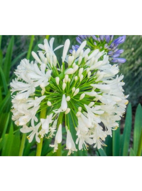 Szerelemvirág - fehér / AGAPANTHUS umbellatus 'Albus'
