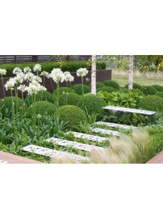   Szerelemvirág - fehér / AGAPANTHUS umbellatus 'Albus'
