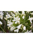 Szerelemvirág - fehér / AGAPANTHUS umbellatus 'Albus'