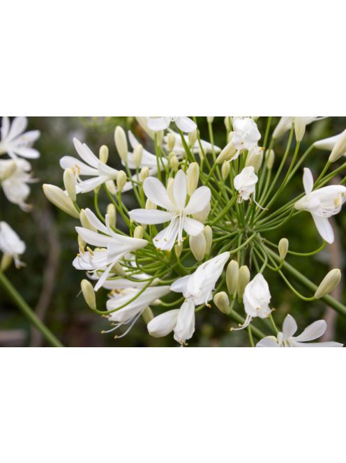 Szerelemvirág - fehér / AGAPANTHUS umbellatus 'Albus'