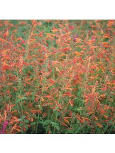 Izsópfű / AGASTACHE aurantiaca