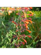 Izsópfű / AGASTACHE aurantiaca