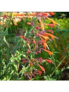 Izsópfű / AGASTACHE aurantiaca