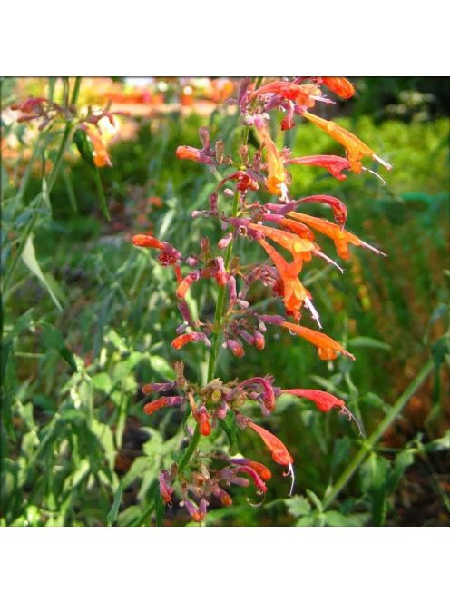 Izsópfű / AGASTACHE aurantiaca
