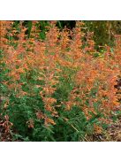 Izsópfű / AGASTACHE aurantiaca