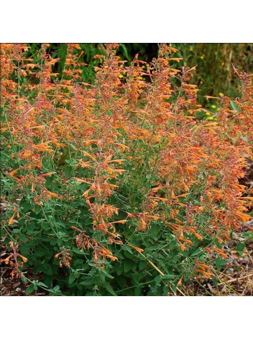 Izsópfű / AGASTACHE aurantiaca