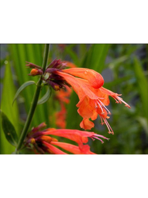 Izsópfű / AGASTACHE aurantiaca