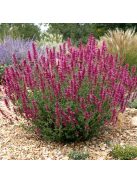 Izsópfű / AGASTACHE Cana-Hybr. 'Bolero'