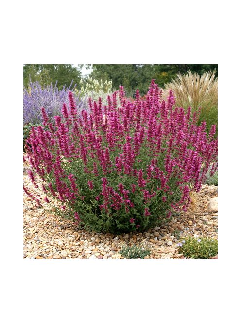 Izsópfű / AGASTACHE Cana-Hybr. 'Bolero'
