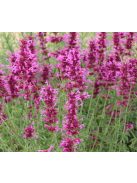Izsópfű / AGASTACHE Cana-Hybr. 'Bolero'