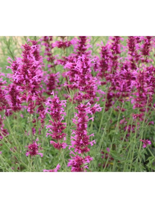 Izsópfű / AGASTACHE Cana-Hybr. 'Bolero'