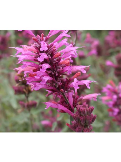 Izsópfű / AGASTACHE Cana-Hybr. 'Bolero'