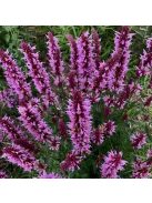 Izsópfű / AGASTACHE Pallida-Hybr. (pallida x rugosa) 'Globetrotter'