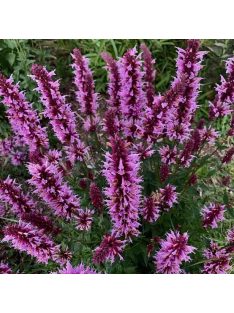   Izsópfű / AGASTACHE Pallida-Hybr. (pallida x rugosa) 'Globetrotter'