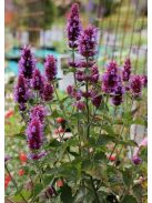 Izsópfű / AGASTACHE Pallida-Hybr. (pallida x rugosa) 'Globetrotter'
