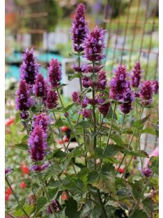   Izsópfű / AGASTACHE Pallida-Hybr. (pallida x rugosa) 'Globetrotter'