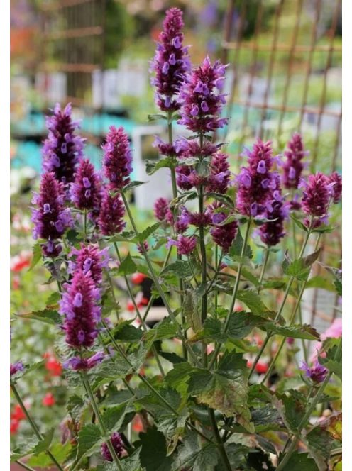 Izsópfű / AGASTACHE Pallida-Hybr. (pallida x rugosa) 'Globetrotter'