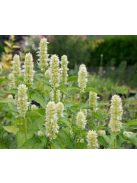 Izsópfű / AGASTACHE rugosa f. albiflora
