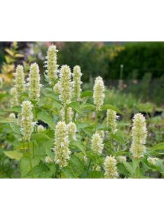 Izsópfű / AGASTACHE rugosa f. albiflora