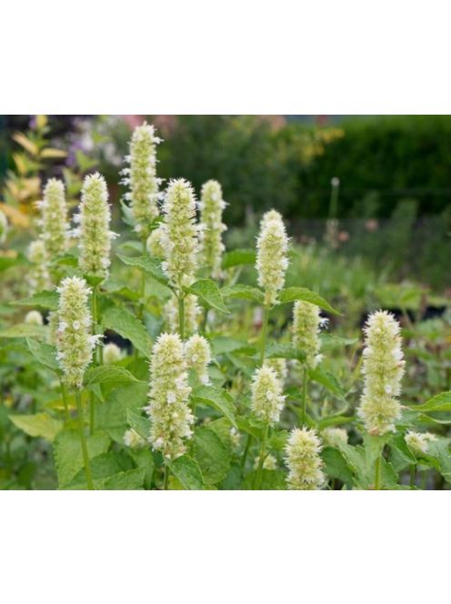 Izsópfű / AGASTACHE rugosa f. albiflora