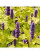 Izsópfű / AGASTACHE rugosa 'Golden Jubilee'