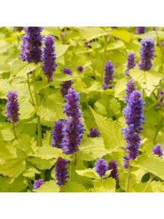 Izsópfű / AGASTACHE rugosa 'Golden Jubilee'