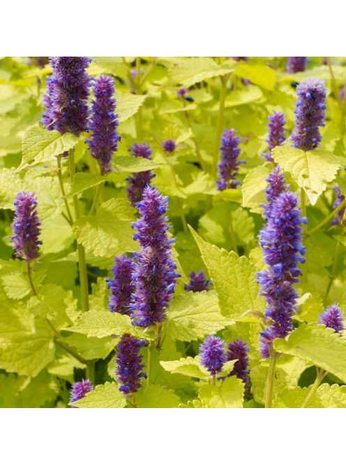 Izsópfű / AGASTACHE rugosa 'Golden Jubilee'